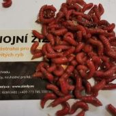 Hnojní žížaly 210ks + červ 100 ml
