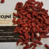 Hnojní žížaly 210ks special + červ 100 ml 